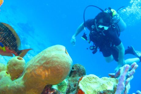Buceo Isla Catalina - Tours / Excursiones - Stay Happy RD